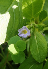 Limnophila rugosa