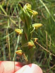 Habenaria laevigata