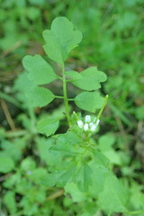 Cardamine oligosperma
