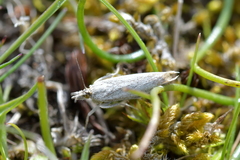 Orocrambus corruptus
