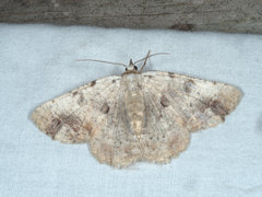 Aeolochroma quadrilinea