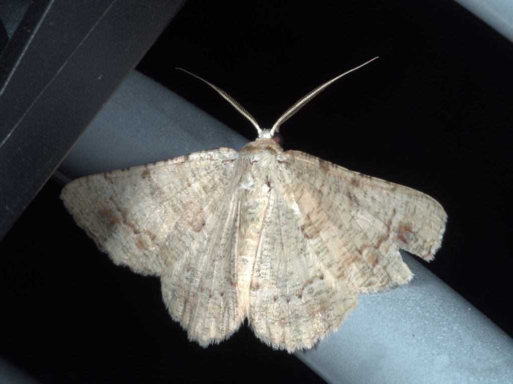 Aeolochroma quadrilinea from Wooli NSW 2462, Australia on September 24 ...