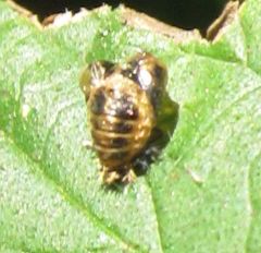 Harmonia axyridis