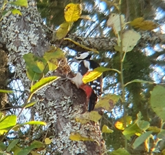 Dendrocopos major