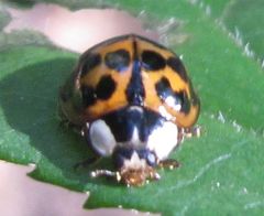 Harmonia axyridis