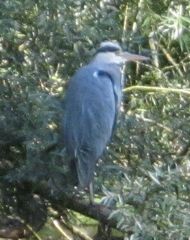 Ardea cinerea
