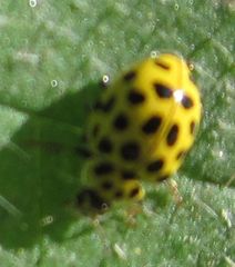 Psyllobora vigintiduopunctata