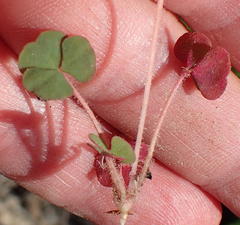 Oxalis punctata