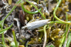 Orocrambus corruptus