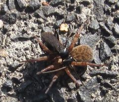 Araneae