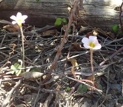 Oxalis punctata