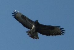 Buteo buteo