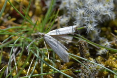 Orocrambus corruptus