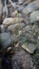 Utricularia bifida