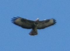 Buteo buteo