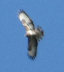 Buteo buteo