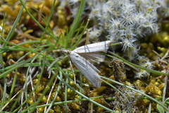 Orocrambus corruptus