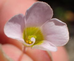 Oxalis punctata