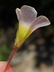 Oxalis punctata