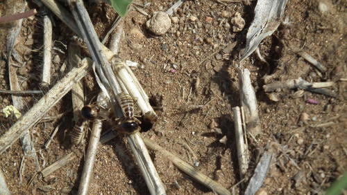 Hodotermitidae