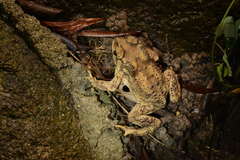 Duttaphrynus melanostictus