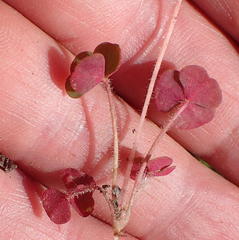 Oxalis punctata