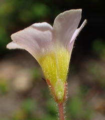 Oxalis punctata
