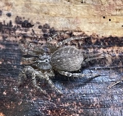 Thelechoris striatipes