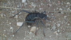 Acanthoplus discoidalis