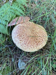 Aureoboletus russellii