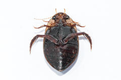 Dytiscinae