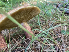 Aureoboletus russellii