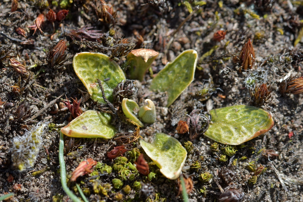 Pterostylis tristis