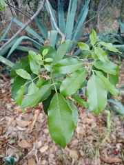 Vatairea macrocarpa