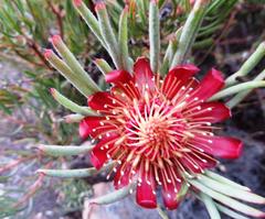 Protea canaliculata