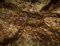 Dipsiathus pallidifrons