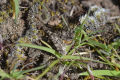 Arctesthes catapyrrha