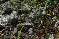 Arctesthes catapyrrha