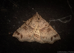 Lithilaria proestans