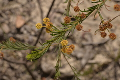 Acacia ruppii