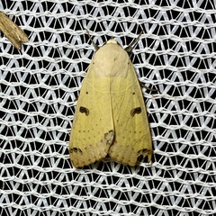Ophiusa parcemacula