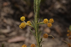 Acacia ruppii