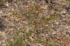 Acacia ruppii
