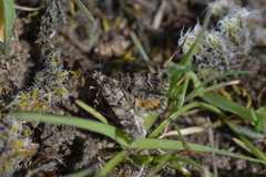 Arctesthes catapyrrha