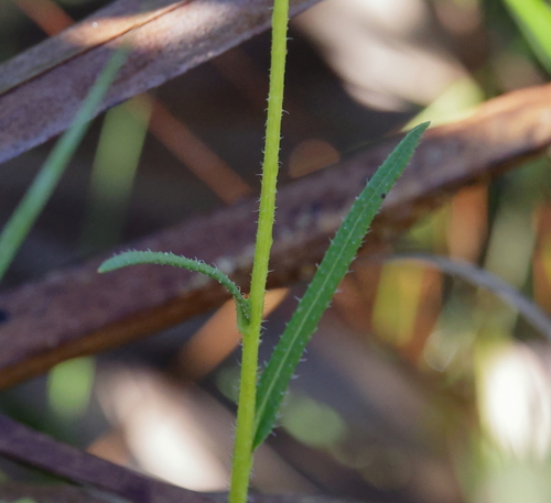 Image of Helianthus heterophyllus by (c) Lauren McLaurin, some rights reserved (CC BY)