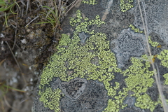 Rhizocarpon geographicum