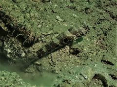 Cryptocentrus strigilliceps