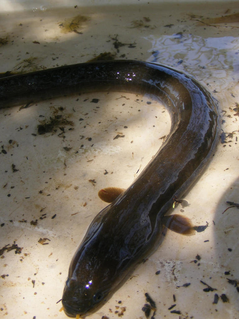 Black fin eel