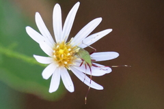 Creontiades rubrinervis