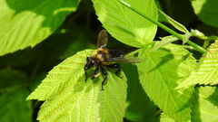 Laphria huron